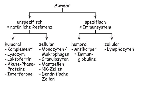 Immunabwehr was ist humorale Humorale Immunreaktion